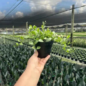 Dischidia Oiantha Variegata Live Plant – 4