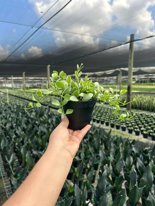 Dischidia Oiantha Variegata Live Plant – 4" Pot – Tropical Indoor & Outdoor - Image 3