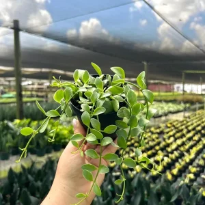 Dischidia Oiantha Variegata Live Plant – 4