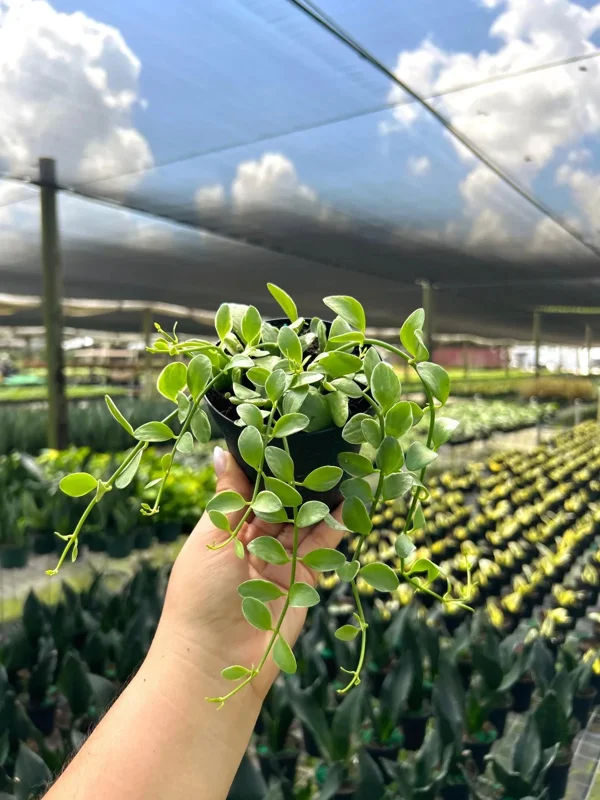 Dischidia Oiantha Variegata Live Plant – 4" Pot – Tropical Indoor & Outdoor - Image 4