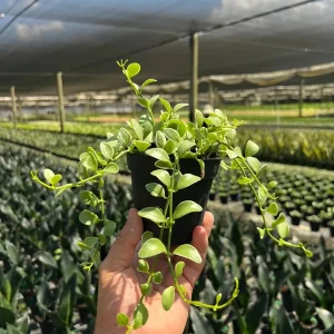 Dischidia Oiantha Variegata Live Plant – 4