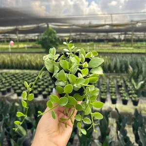 Dischidia Oiantha Variegata Live Plant – 4