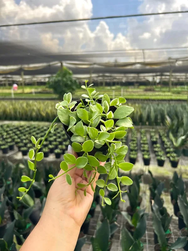 Dischidia Oiantha Variegata Live Plant – 4" Pot – Tropical Indoor & Outdoor - Image 6