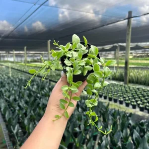 Dischidia Oiantha Variegata Live Plant – 4