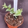 Dischidia ruscifolia Variegata Live Plant - Million Hearts Vine - Rooted in 3 inch Pot - Indoor - Image 1