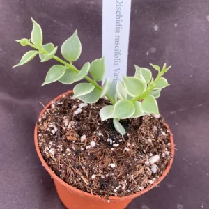 Dischidia ruscifolia Variegata Live Plant - Million Hearts Vine - Rooted in 3 inch Pot - Indoor - Image 1