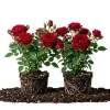 Don Juan Climbing Rose Live Plants - Set of 2, 4-6" Tall Heirloom Red Flowers - Image 1