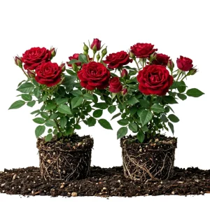 Don Juan Climbing Rose Live Plants - Set of 2, 4-6