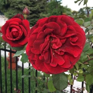 Don Juan Climbing Rose Live Plants - Set of 2, 4-6