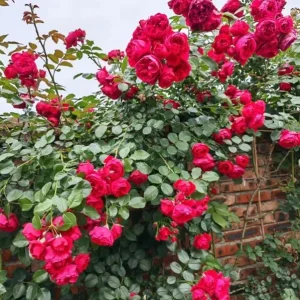 Don Juan Climbing Rose Live Plants - Set of 2, 4-6