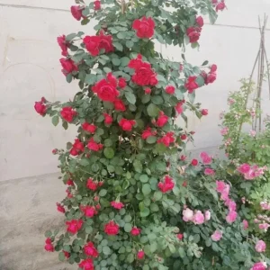 Don Juan Climbing Rose Live Plants - Set of 2, 4-6