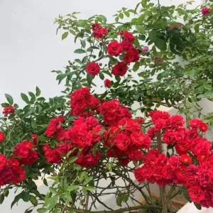 Don Juan Climbing Rose Live Plants - Set of 2, 4-6
