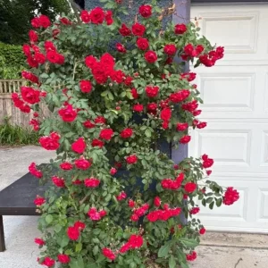 Don Juan Climbing Rose Live Plants - Set of 2, 4-6