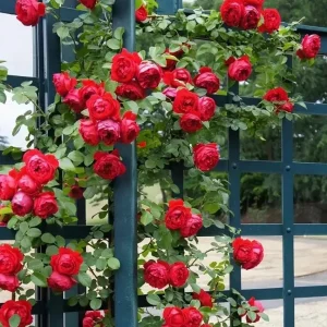 Don Juan Climbing Rose Live Plants - Set of 2, 4-6