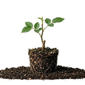 Don Juan Climbing Rose Live Plants - Set of 2, 4-6