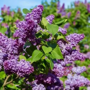 Double Blue Lilac Tree Live Plant - Fragrant Purple Lilac, 4 inch Pot, Outdoor - Image 2