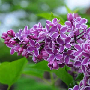Double Blue Lilac Tree Live Plant - Fragrant Purple Lilac, 4 inch Pot, Outdoor - Image 3