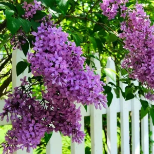 Double Blue Lilac Tree Live Plant - Fragrant Purple Lilac, 4 inch Pot, Outdoor - Image 4