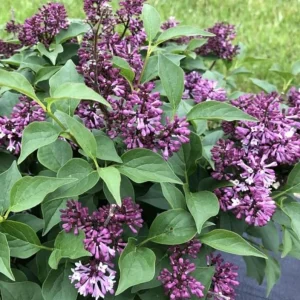 Double Blue Lilac Tree Live Plant - Fragrant Purple Lilac, 4 inch Pot, Outdoor - Image 5