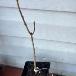 Double Blue Lilac Tree Live Plant - Fragrant Purple Lilac, 4 inch Pot, Outdoor - Image 6