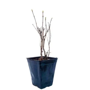 Double Blue Lilac Tree Live Plant - Fragrant Purple Lilac, 4 inch Pot, Outdoor - Image 7