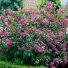 Double Blue Lilac Tree Live Plant - Fragrant Purple Lilac, 4 inch Pot, Outdoor - Image 1