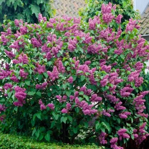 Double Blue Lilac Tree Live Plant - Fragrant Purple Lilac, 4 inch Pot, Outdoor - Image 1