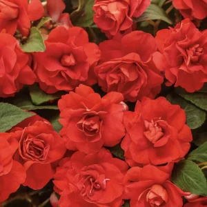 Double Impatiens Live Plant - 2 Pack, 4-6 Inch Tall, Vibrant Blooms for Shade - Image 2