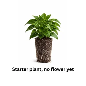 Double Impatiens Live Plant - 2 Pack, 4-6 Inch Tall, Vibrant Blooms for Shade - Image 3