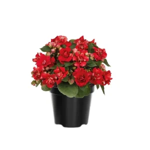 Double Impatiens Live Plant - 2 Pack, 4-6 Inch Tall, Vibrant Blooms for Shade - Image 1