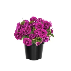 Double Impatiens Live Plant - 2 Pack, 4-6 Inch Tall, Vibrant Blooms for Shade - Image 4