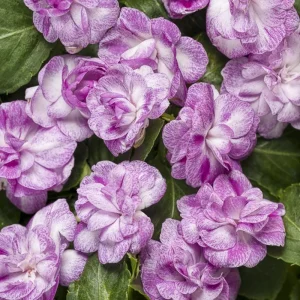 Double Impatiens Live Plant - 2 Pack, 4-6 Inch Tall, Vibrant Blooms for Shade - Image 5