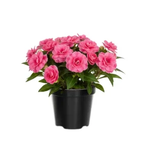 Double Impatiens Live Plant - 2 Pack, 4-6 Inch Tall, Vibrant Blooms for Shade - Image 6