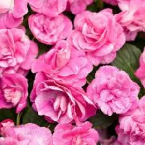 Double Impatiens Live Plant - 2 Pack, 4-6 Inch Tall, Vibrant Blooms for Shade - Image 7
