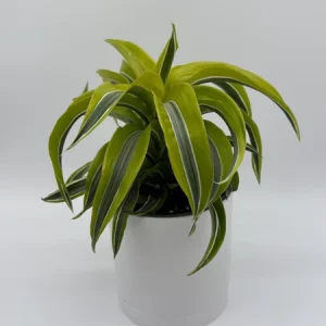 Dracaena Lemon Surprise Live Plant – 6 inch Pot – Indoor – Low Maintenance - Image 2