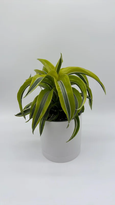 Dracaena Lemon Surprise Live Plant – 6 inch Pot – Indoor – Low Maintenance - Image 2