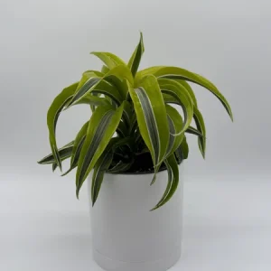 Dracaena Lemon Surprise Live Plant – 6 inch Pot – Indoor – Low Maintenance - Image 3