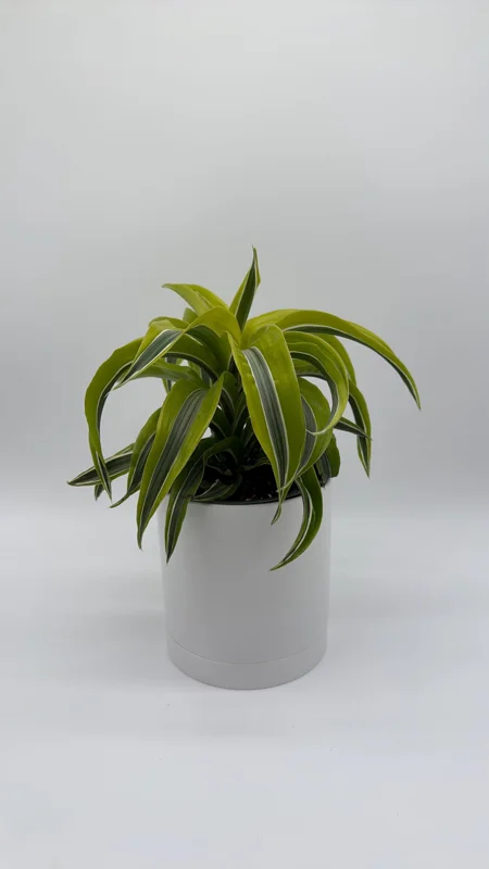 Dracaena Lemon Surprise Live Plant – 6 inch Pot – Indoor – Low Maintenance - Image 3