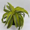 Dracaena Lemon Surprise Live Plant – 6 inch Pot – Indoor – Low Maintenance - Image 1