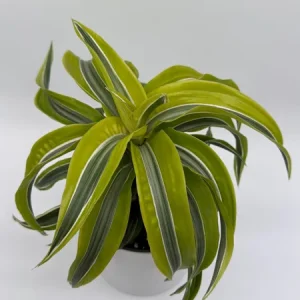 Dracaena Lemon Surprise Live Plant – 6 inch Pot – Indoor – Low Maintenance - Image 1