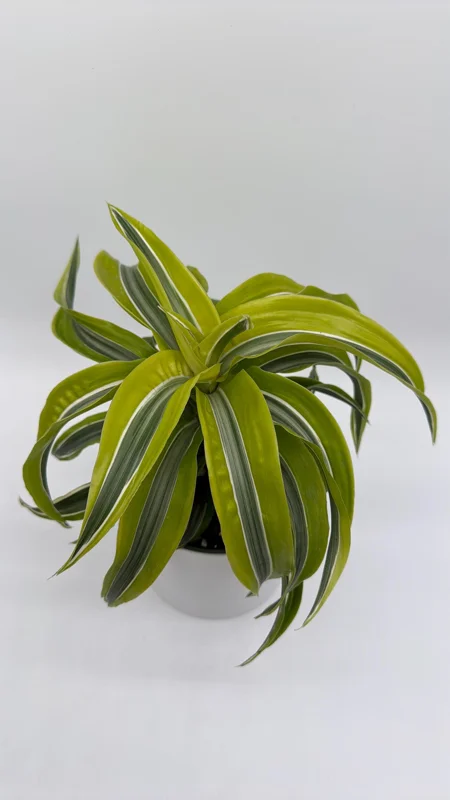 Dracaena Lemon Surprise Live Plant – 6 inch Pot – Indoor – Low Maintenance - Image 1