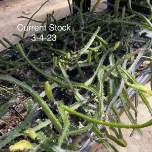 Dragon Fruit 'Edgar's Baby' Live Plant - Hylocereus Hybrid Pitaya - Image 2