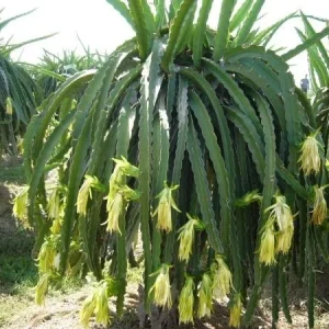 Dragon Fruit 'Edgar's Baby' Live Plant - Hylocereus Hybrid Pitaya - Image 3