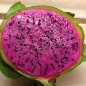 Dragon Fruit 'Edgar's Baby' Live Plant - Hylocereus Hybrid Pitaya - Image 4