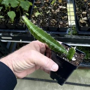 Dragon Fruit 'Edgar's Baby' Live Plant - Hylocereus Hybrid Pitaya - Image 5
