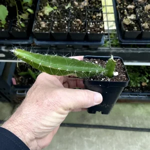 Dragon Fruit 'Edgar's Baby' Live Plant - Hylocereus Hybrid Pitaya - Image 6