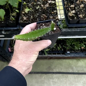 Dragon Fruit 'Edgar's Baby' Live Plant - Hylocereus Hybrid Pitaya - Image 7