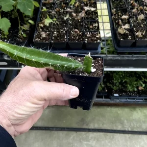 Dragon Fruit 'Edgar's Baby' Live Plant - Hylocereus Hybrid Pitaya - Image 8