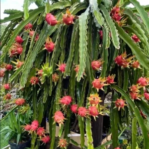 Dragon Fruit 'Edgar's Baby' Live Plant - Hylocereus Hybrid Pitaya - Image 1