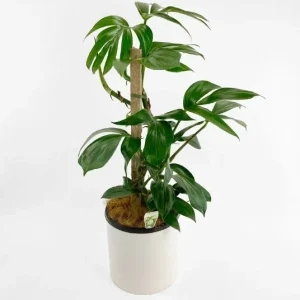 Dragon Tail Rhaphidophora Live Plant – 4 inch Pot – Indoor & Outdoor Tropical Houseplant - Image 10